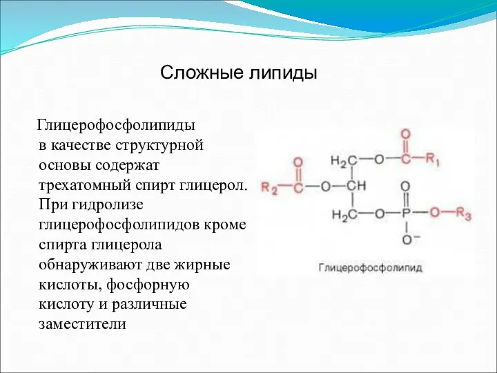 Глицерофосфолипиды в качестве структурной основы содержат трехатомный спирт глицерол. При гидролизе