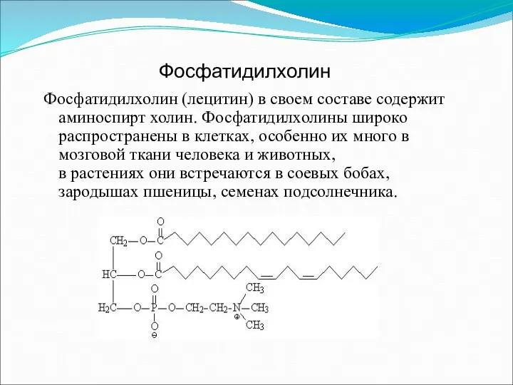 Фосфатидилхолин (лецитин) в своем составе содержит аминоспирт холин. Фосфатидилхолины широко распространены