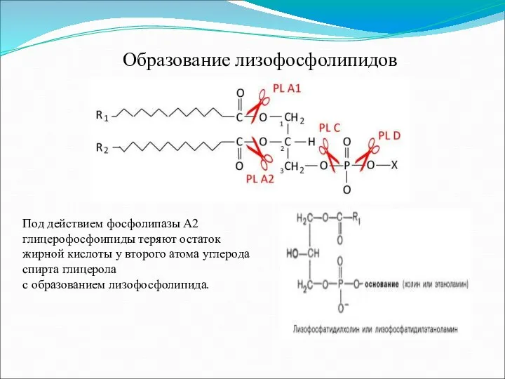 Образование лизофосфолипидов Под действием фосфолипазы А2 глицерофосфоипиды теряют остаток жирной кислоты