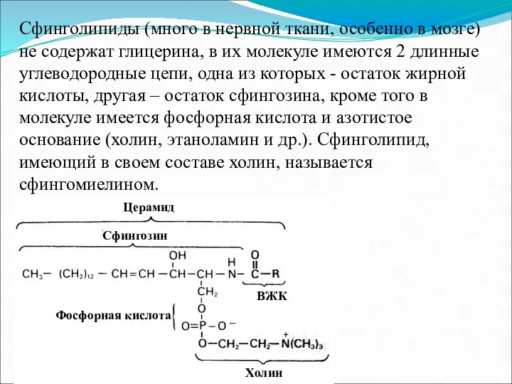 Сфинголипиды (много в нервной ткани, особенно в мозге) не содержат глицерина,