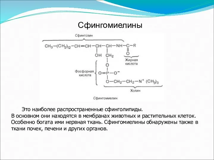 Сфингомиелины Это наиболее распространенные сфинголипиды. В основном они находятся в мембранах