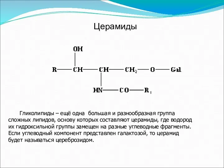 Церамиды Гликолипиды – ещё одна большая и разнообразная группа сложных липидов,