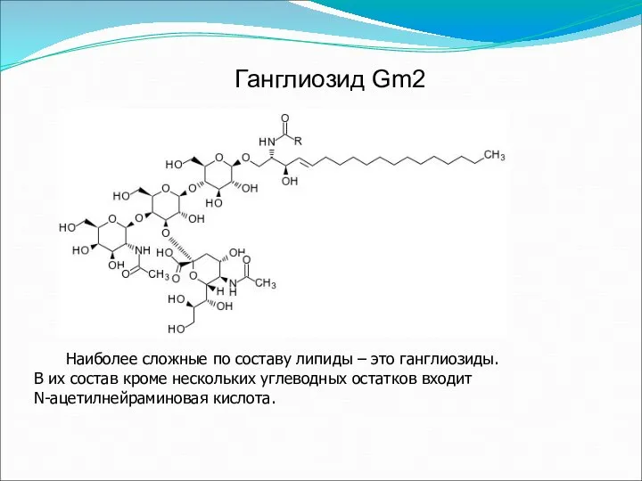 Ганглиозид Gm2 Наиболее сложные по составу липиды – это ганглиозиды. В