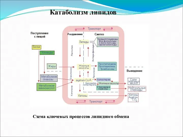 Катаболизм липидов Схема ключевых процессов липидного обмена