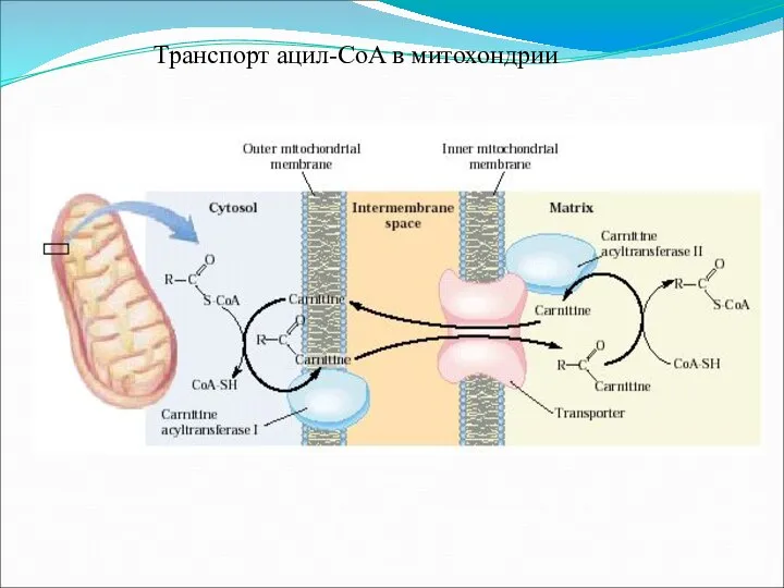 Транспорт ацил-CoA в митохондрии