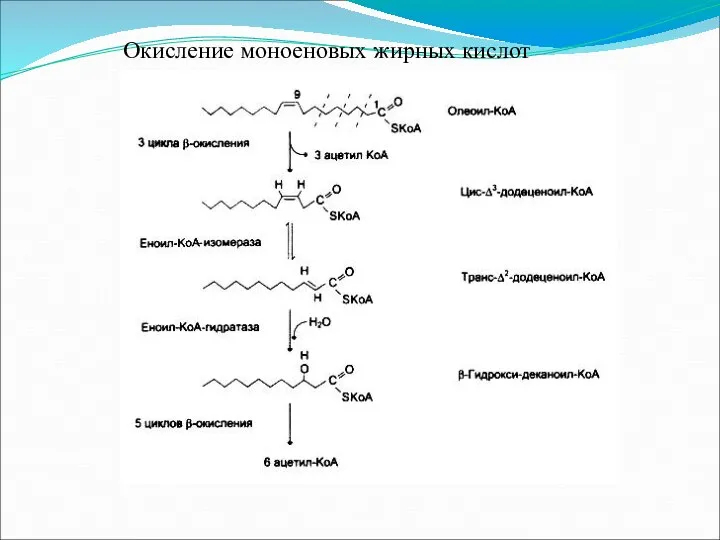 Окисление моноеновых жирных кислот