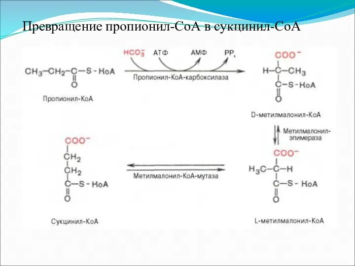 Превращение пропионил-СоА в сукцинил-СоА