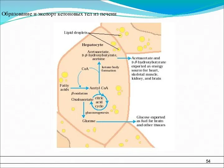 Образование и экспорт кетоновых тел из печени