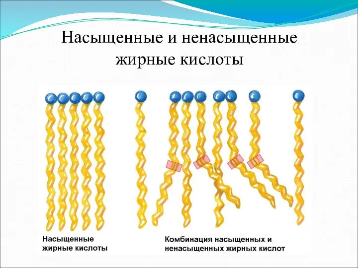 Насыщенные и ненасыщенные жирные кислоты