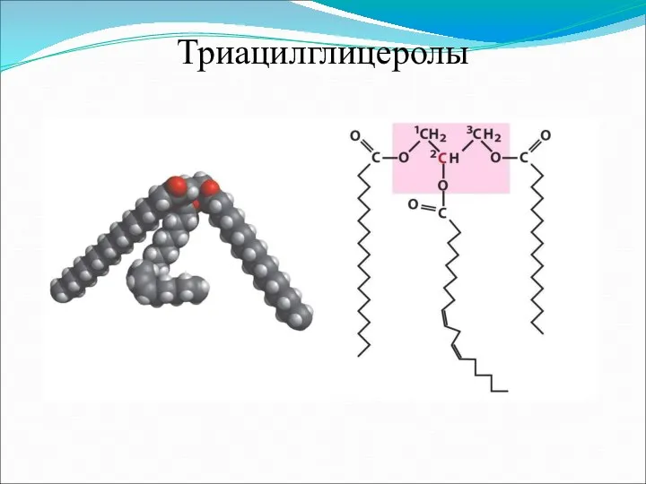 Триацилглицеролы