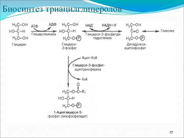 Биосинтез триацилглицеролов