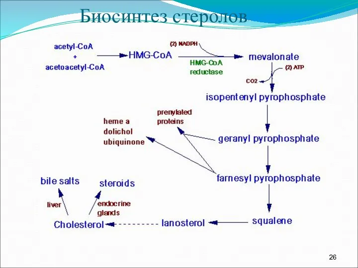 Биосинтез стеролов