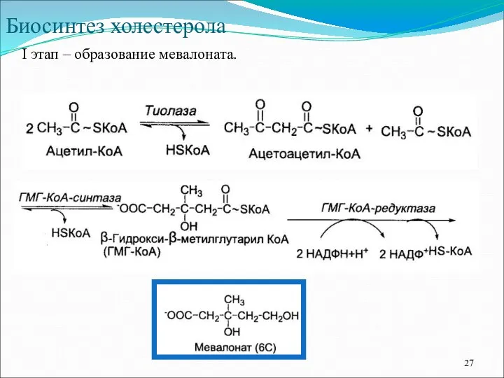 Биосинтез холестерола I этап – образование мевалоната.