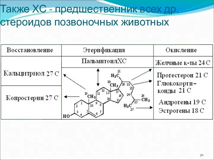 Также ХС - предшественник всех др. стероидов позвоночных животных