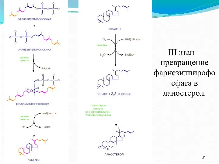 III этап – превращение фарнезилпирофосфата в ланостерол.