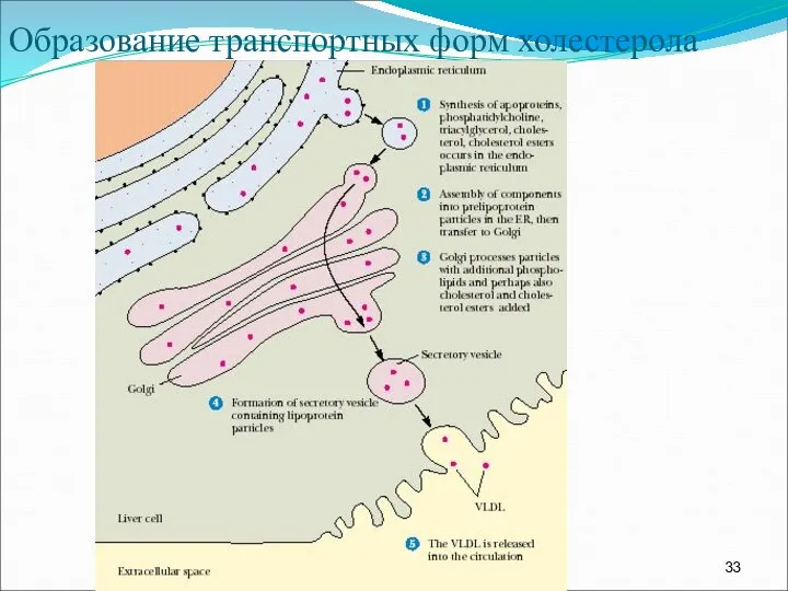 Образование транспортных форм холестерола