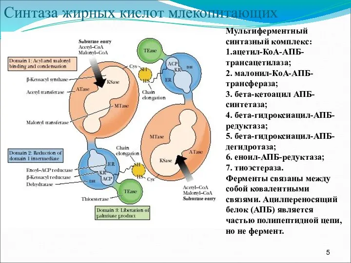 Синтаза жирных кислот млекопитающих Мультиферментный синтазный комплекс: 1.ацетил-КоА-АПБ-трансацетилаза; 2. малонил-КоА-АПБ-трансфераза; 3.