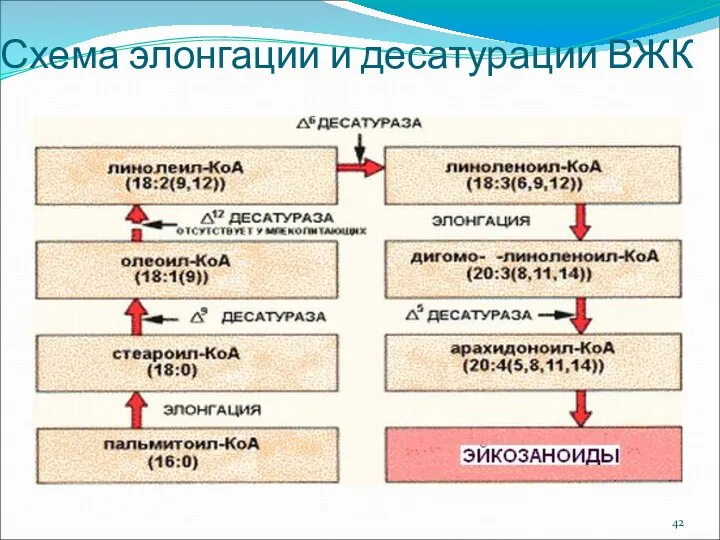 Схема элонгации и десатурации ВЖК