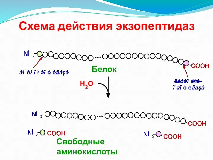 Схема действия экзопептидаз Н2О Свободные аминокислоты Белок