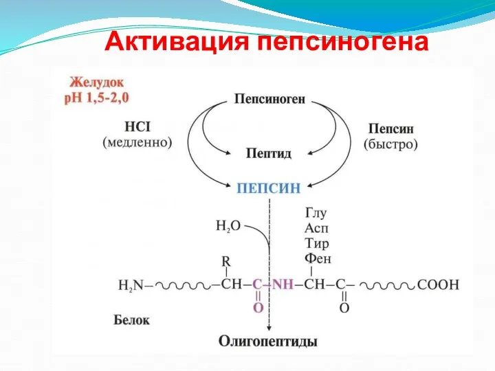 Активация пепсиногена