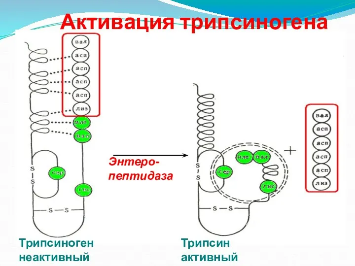 Активация трипсиногена Энтеро-пептидаза Трипсиноген неактивный Трипсин активный