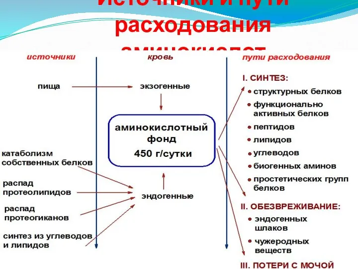 Источники и пути расходования аминокислот