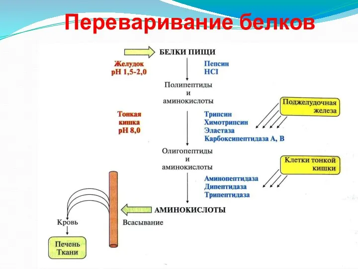 Переваривание белков