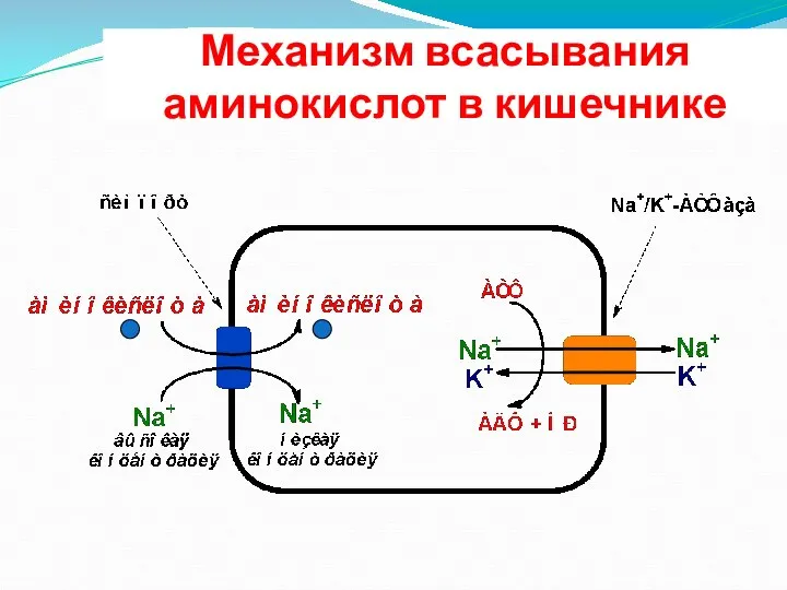 Механизм всасывания аминокислот в кишечнике