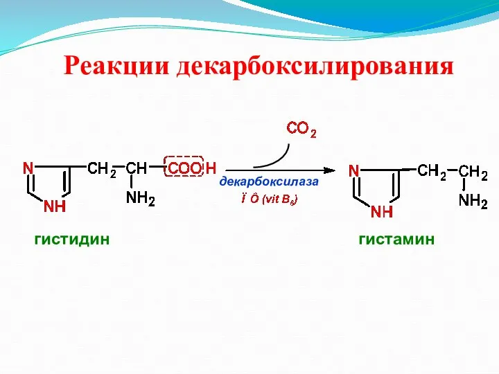 Реакции декарбоксилирования декарбоксилаза гистидин гистамин