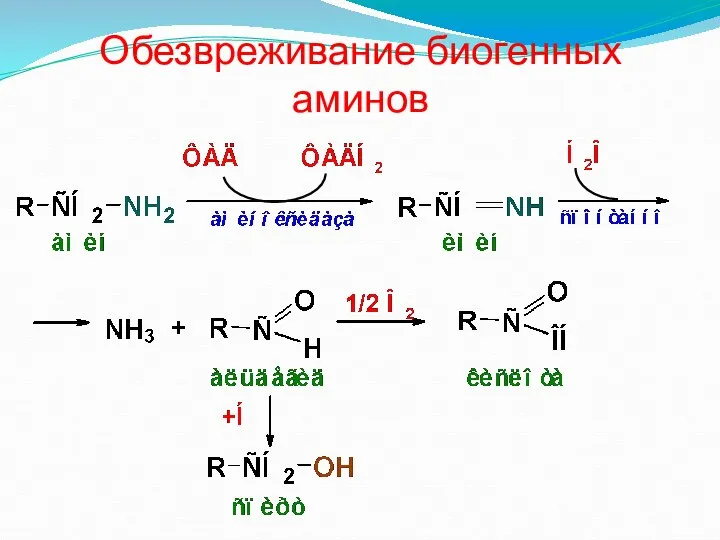 Обезвреживание биогенных аминов