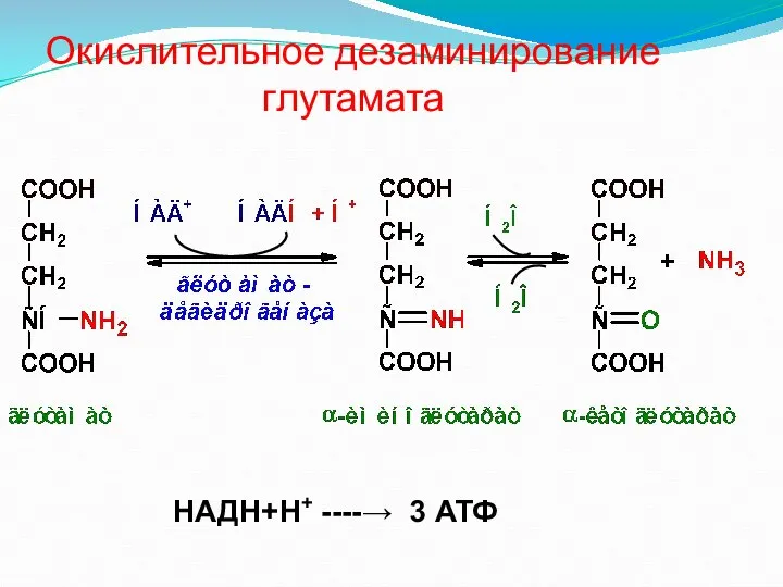 Окислительное дезаминирование глутамата НАДН+Н+ ----→ 3 АТФ