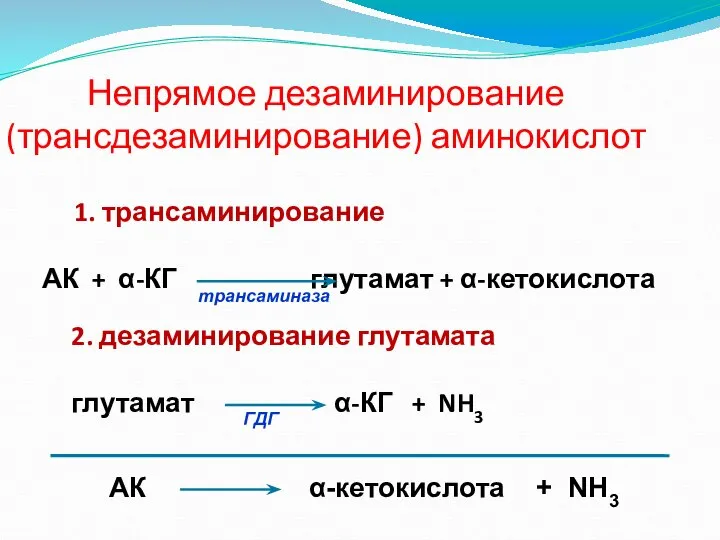 Непрямое дезаминирование (трансдезаминирование) аминокислот АК α-кетокислота + NH3 1. трансаминирование АК