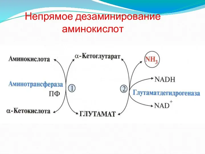 Непрямое дезаминирование аминокислот