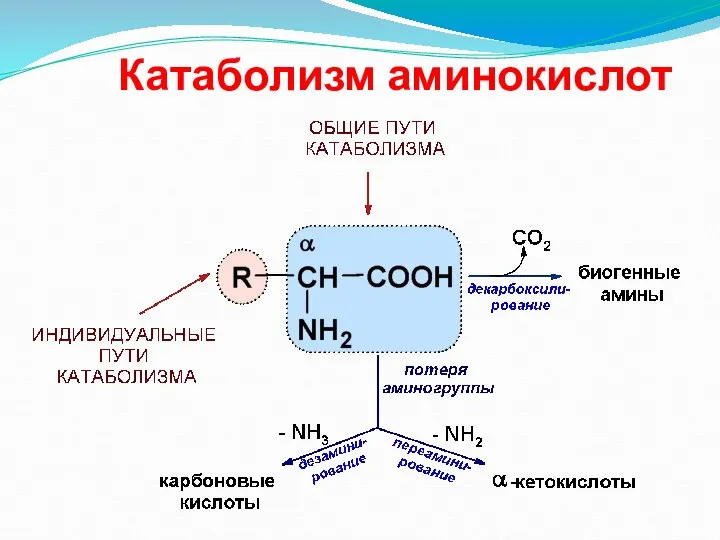 Катаболизм аминокислот