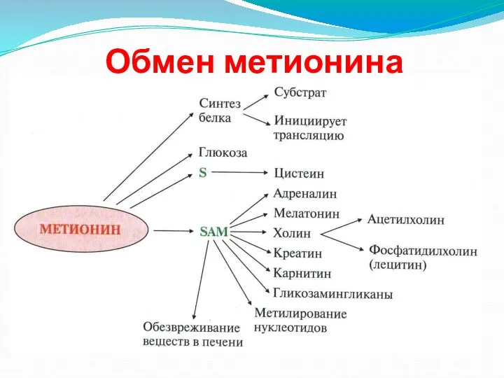 Обмен метионина Обмен метионина