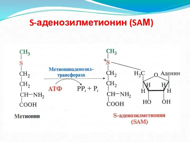 S-аденозилметионин (SAМ)