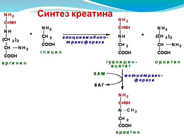 Синтез креатина