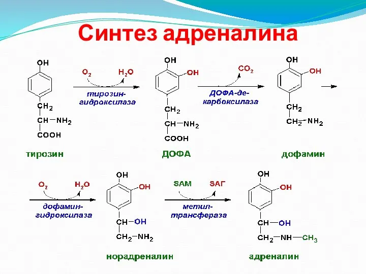 Синтез адреналина