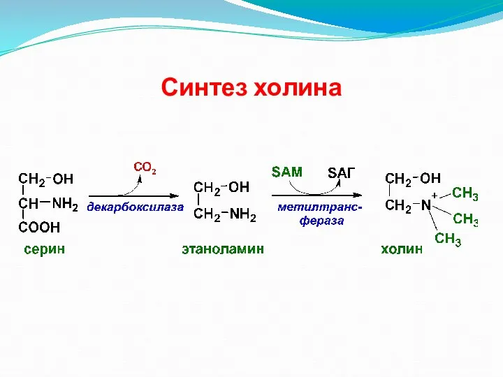 Синтез холина