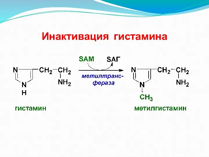 Инактивация гистамина