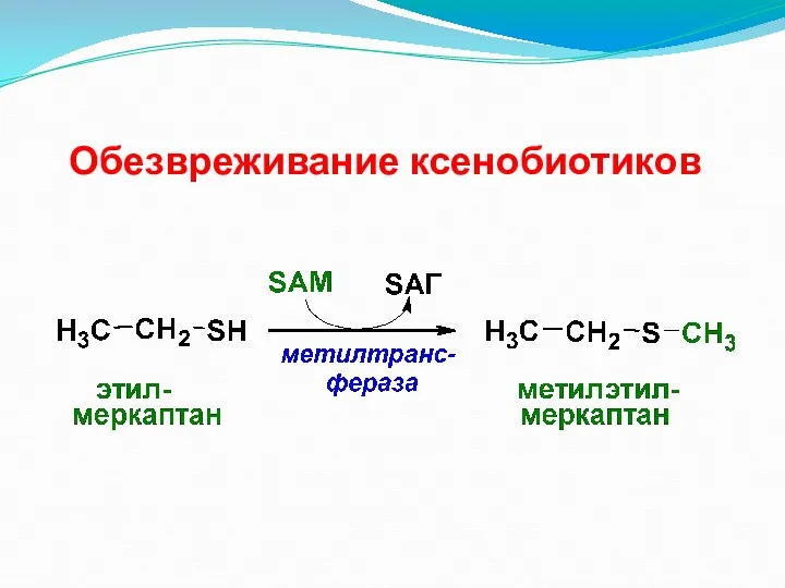 Обезвреживание ксенобиотиков