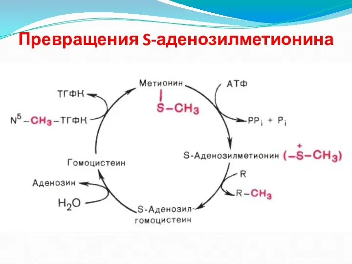 Превращения S-аденозилметионина