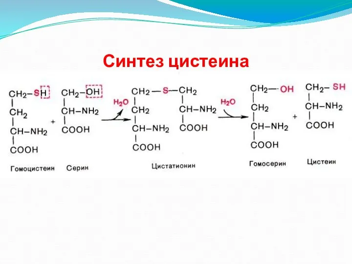 Синтез цистеина