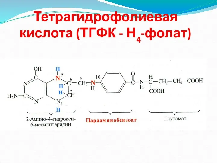 Тетрагидрофолиевая кислота (ТГФК - Н4-фолат)