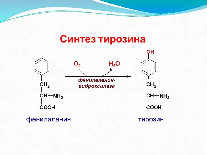 Синтез тирозина