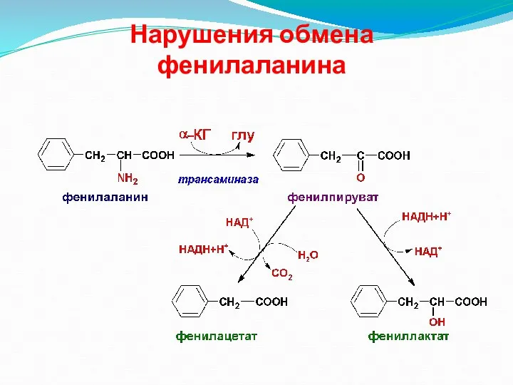 Нарушения обмена фенилаланина