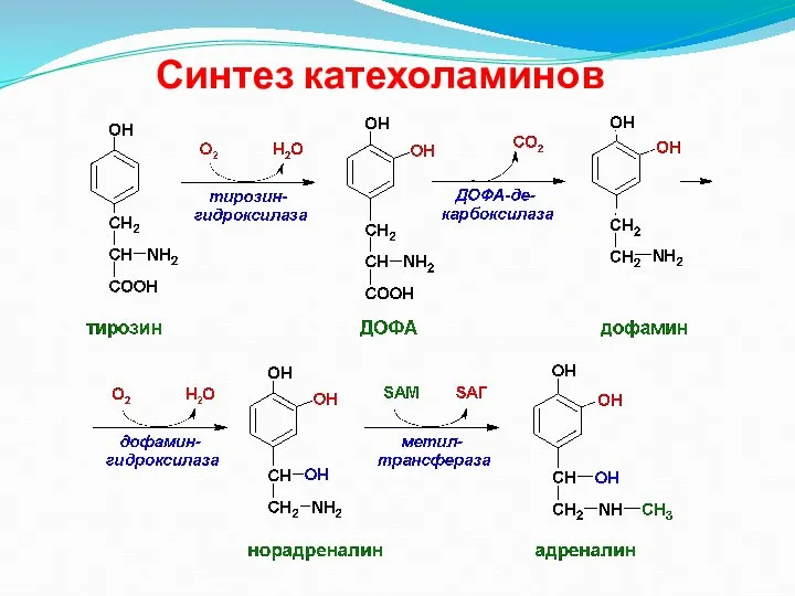 Синтез катехоламинов