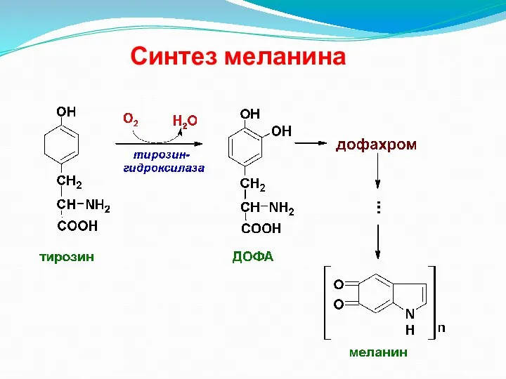 Синтез меланина