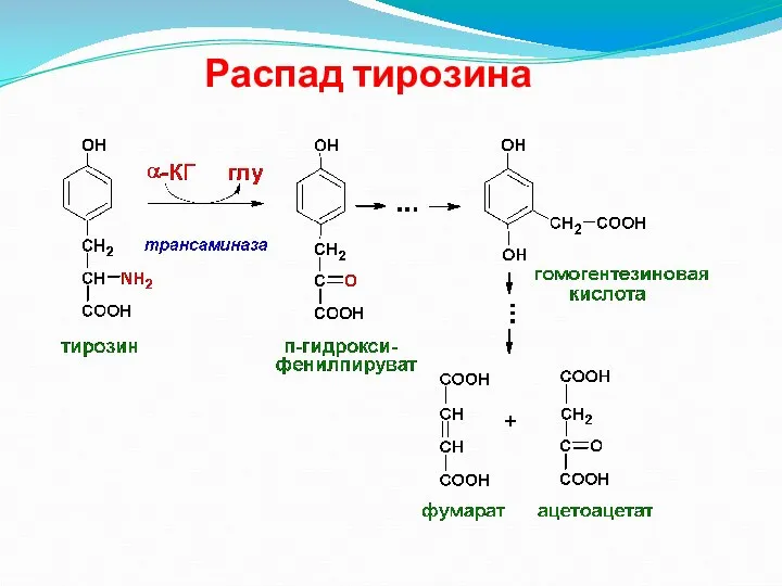 Распад тирозина