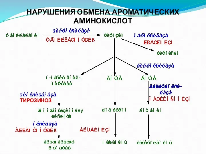 НАРУШЕНИЯ ОБМЕНА АРОМАТИЧЕСКИХ АМИНОКИСЛОТ ТИРОЗИНОЗ